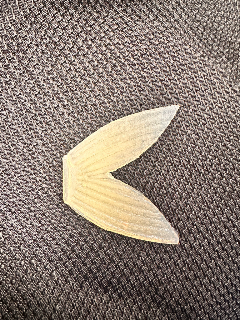 Bull Shad Glide Tail Replacement