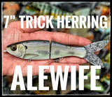 7” Trick Herring