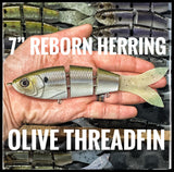7” Herring Reborn