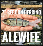 7” Herring Reborn