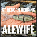 6” Herring Reborn