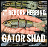 7” Herring Reborn