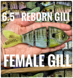6.5” Gill Reborn Slow Sink
