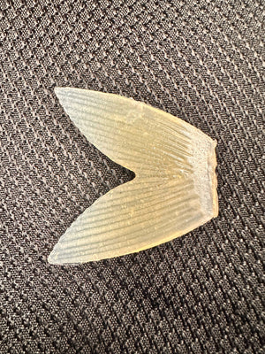 Bull Shad Glide Tail Replacement